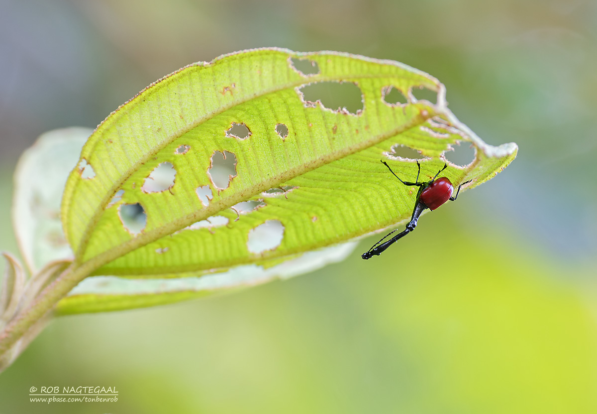 Malagassische girafkever - Giraffe weevil - Trachelophorus giraffa