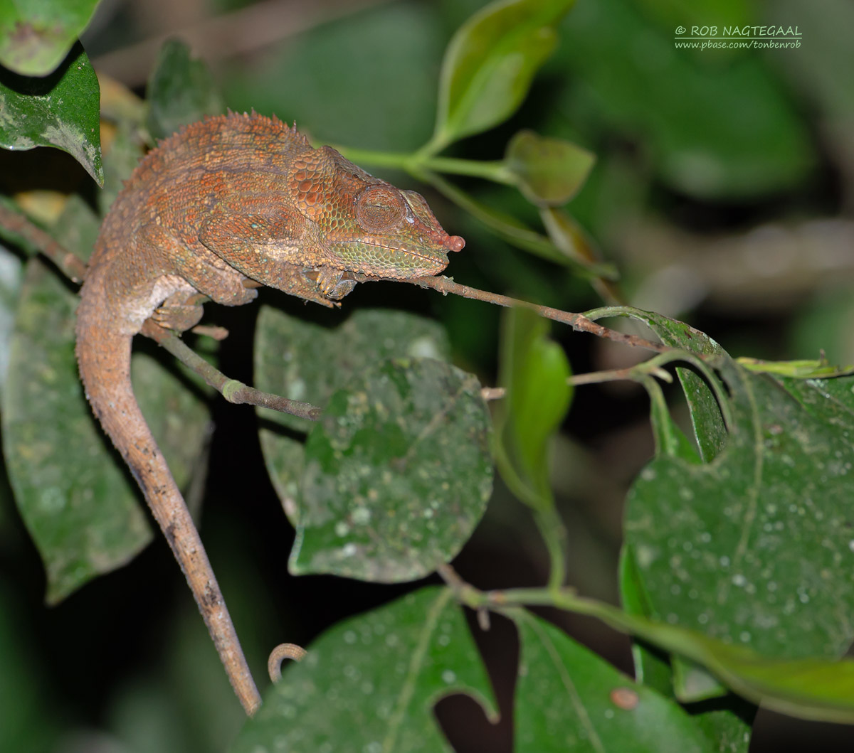 Korthoornkameleon - Shorthorned Chameleon - Calumma brevicorne