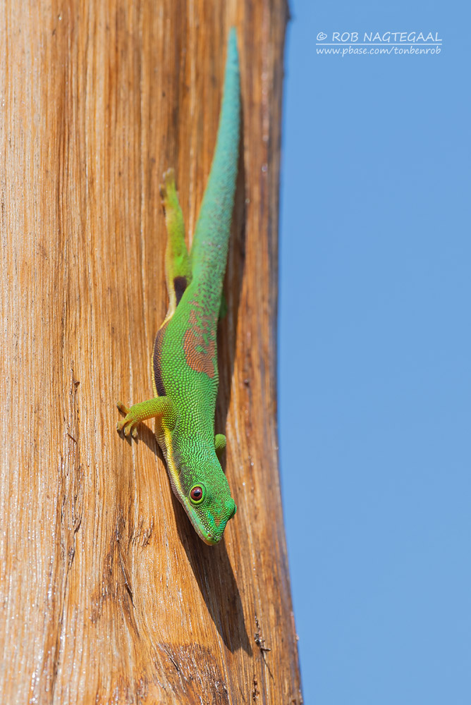 Gestreepte Daggekko - Lined Day Gecko - Phelsuma lineata