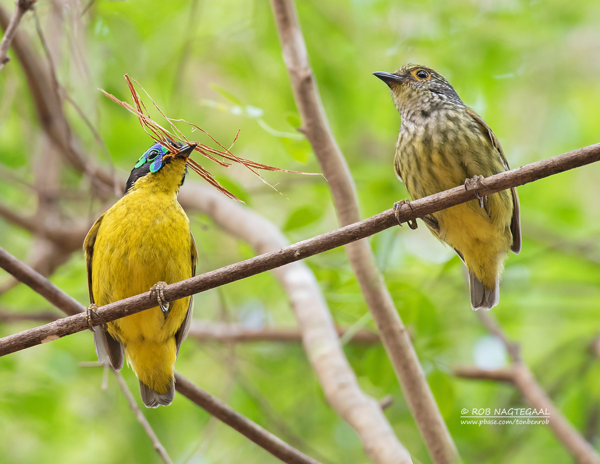 Schlegels Asitie - Schlegels Asity - Philepitta schlegeli