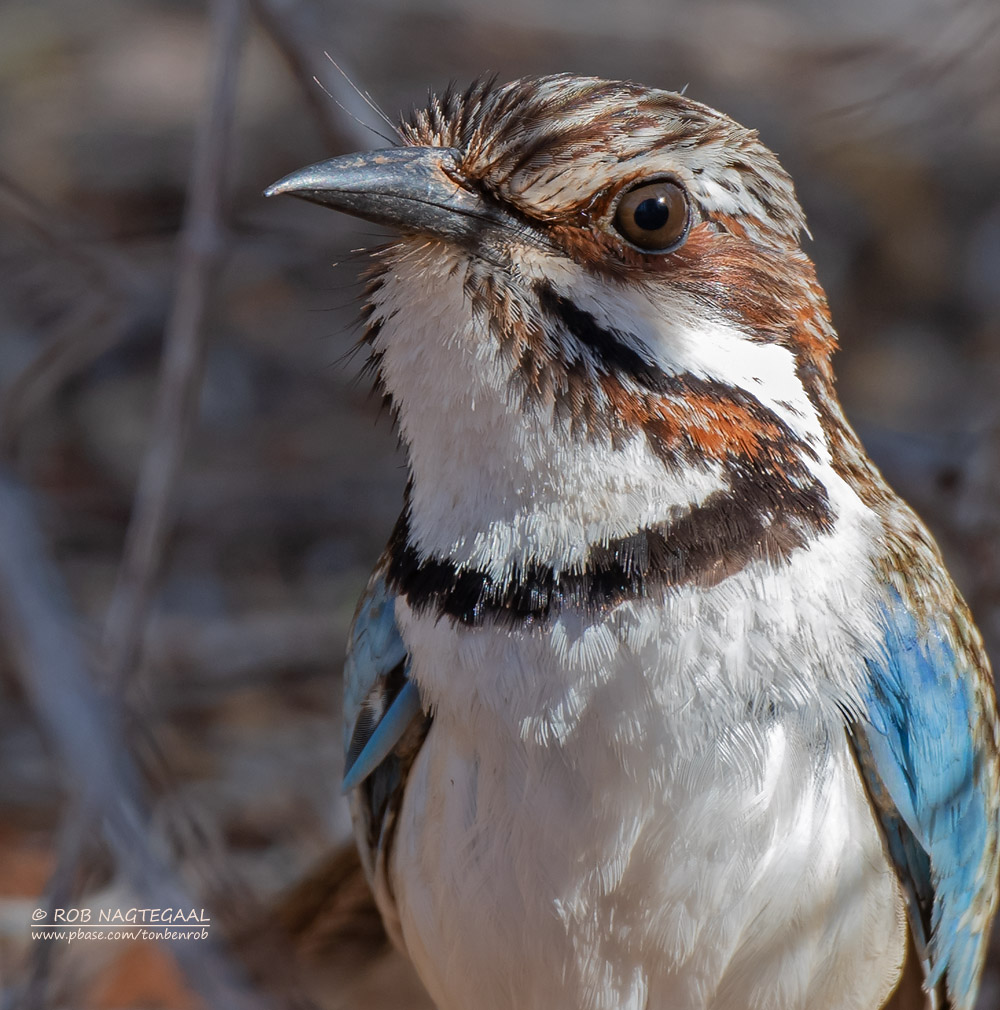 Langstaartgrondscharrelaar - Long-tailed Ground-Roller - Uratelornis chimaera