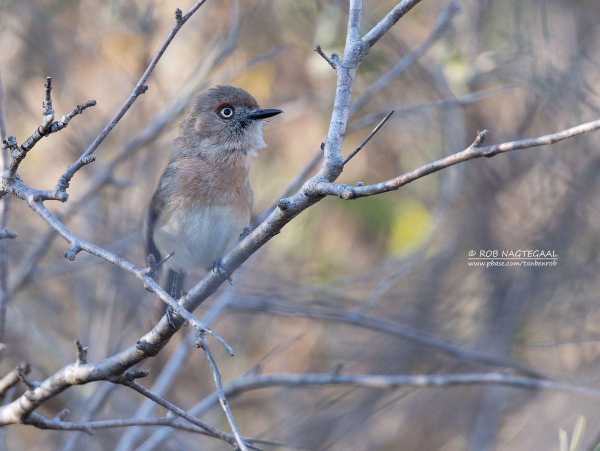 Archbolds Newtonia - Archbolds Newtonia - Newtonia archboldi