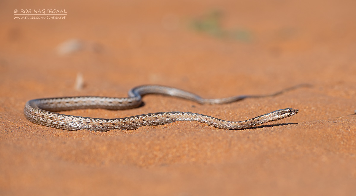 Mahafaly Sand Snake - Mimophis mahfalensis