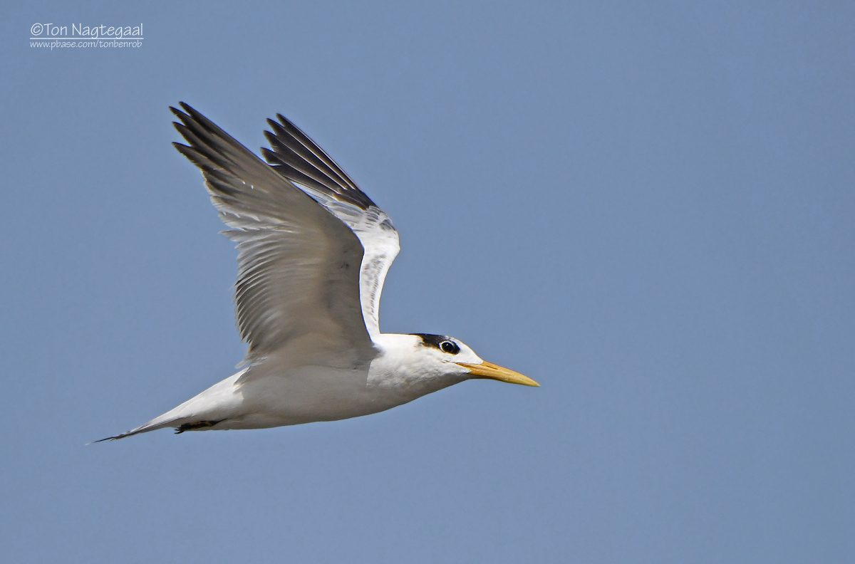 Afrikaanse koningsstern - West African Crested Tern - Thalasseus albididorsalis