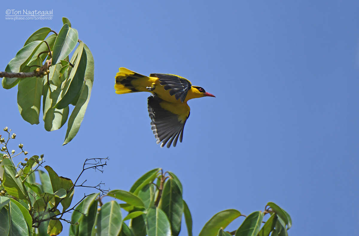Afrikaanse wielewaal - African Golden Oriole - Oriolus auratus