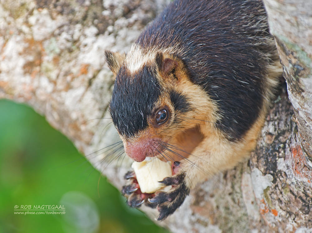 Reuzen eekhoorn - Grizzled Giant squirrel - Ratufa macroura