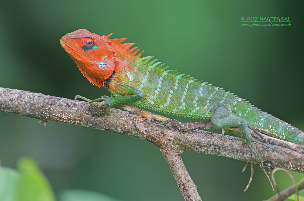 Groene Bos Hagedis - Common Green Forest Lizard - Calotes calotes