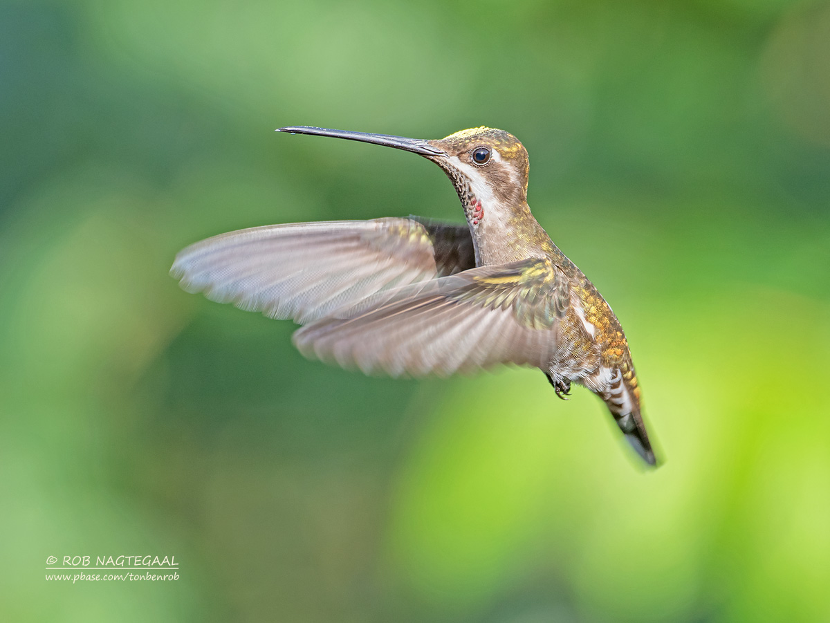 Vonkkeelkolibrie - Plain-capped Starthroat - Heliomaster constantii leocadiae