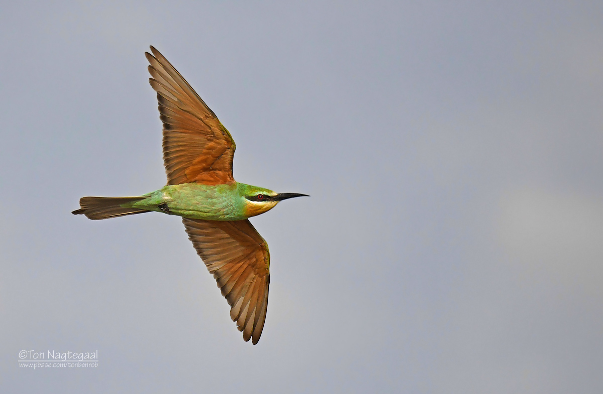 Groene bijeneter - Blue-cheeked bee-eater - Merops persicus