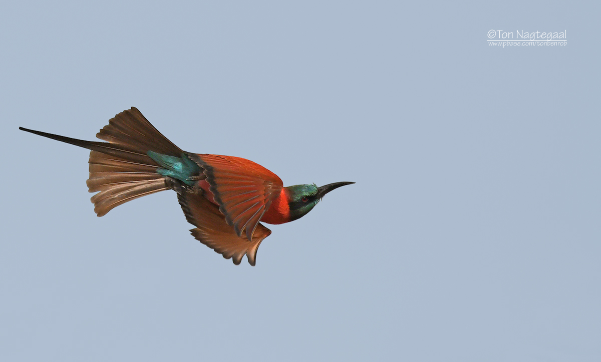 Noordelijke karmijnrode bijeneter - Northern Carmine Bee-eater - Merops nubicus