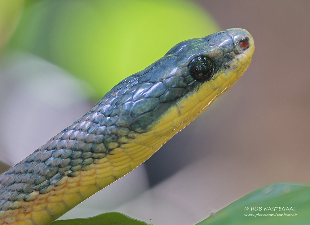 Bird-eating Snake - Pseustes poecilonotus