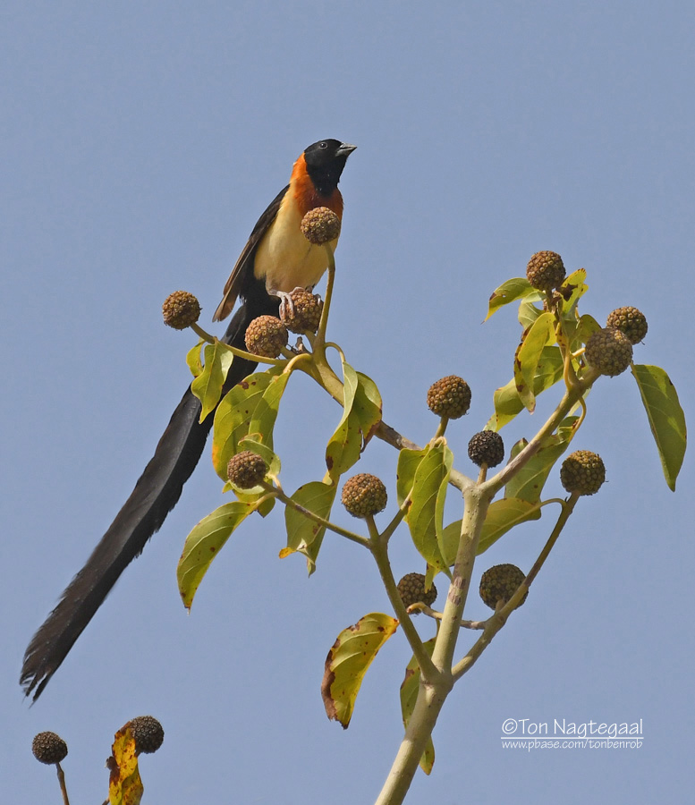 Langstaart paradijswida - Exclamatory Paradise Whyda - Vidua interjecta