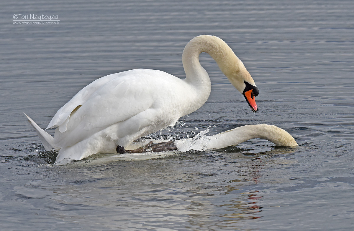 Knobbelzwaan - Mute swan - Cygnus olor