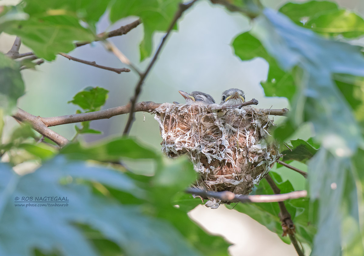 Cassins Vireo - Cassins Vireo - Vireo cassinii cassinii