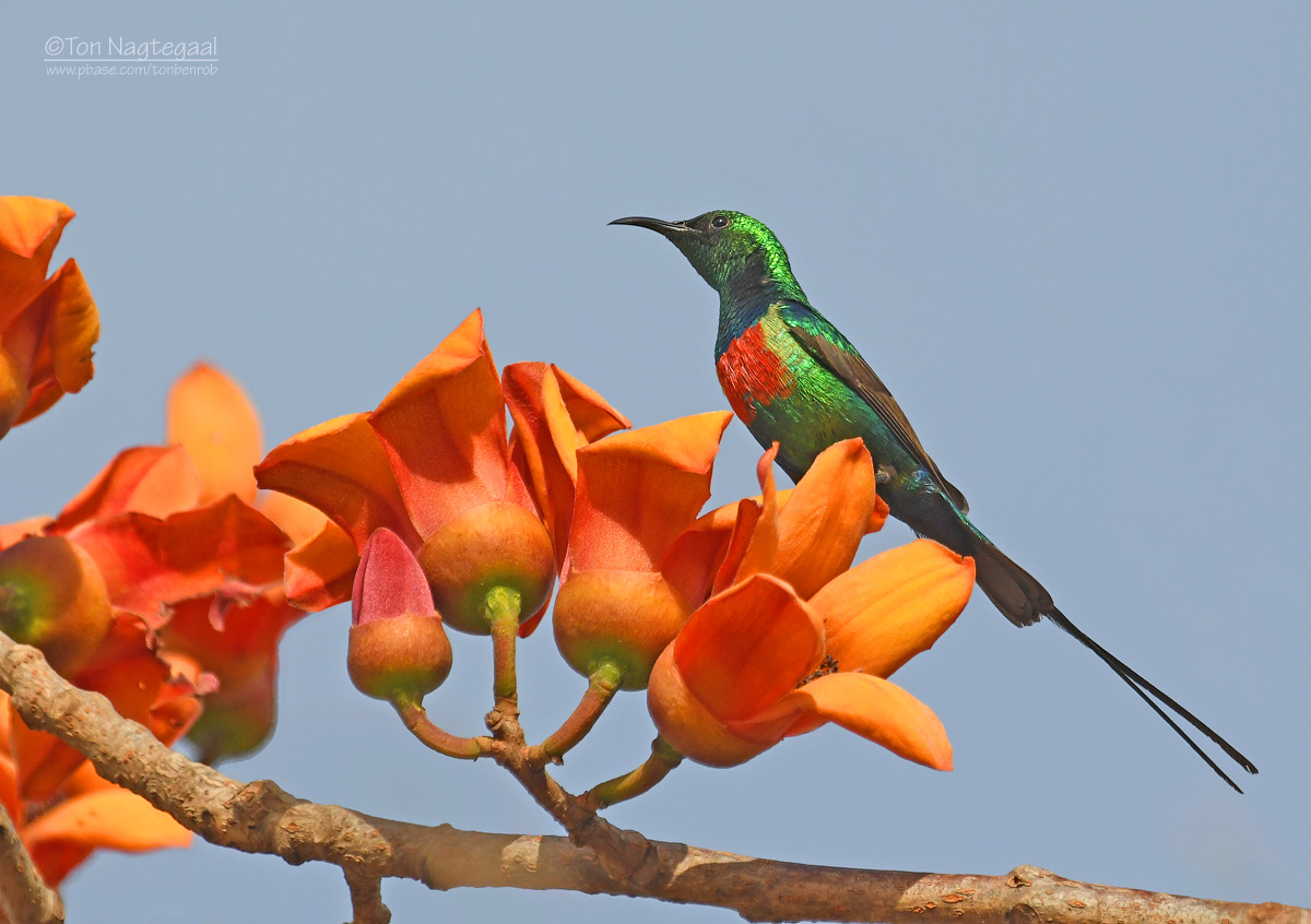 Feenhoningzuiger - Beautiful  Sunbird - Cinnyris pulchella