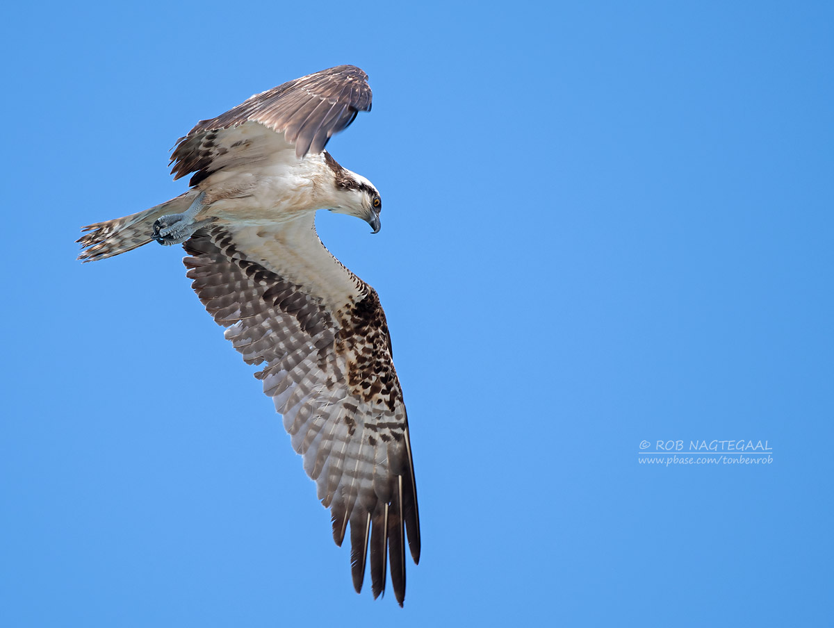 Visarend - Osprey - Pandion haliaetus