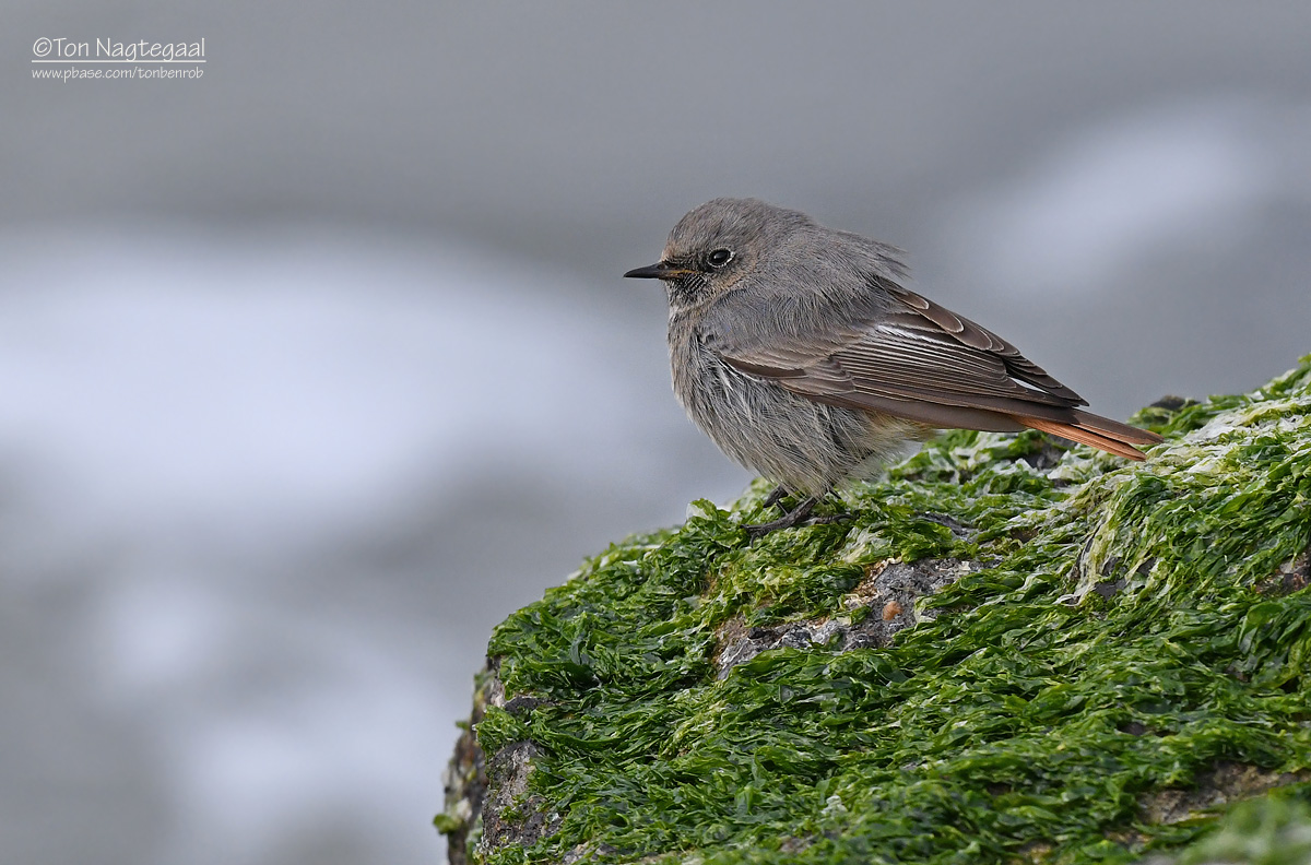 Zwarte Roodstaart - Black Redstart - Phoenicurus ochruros