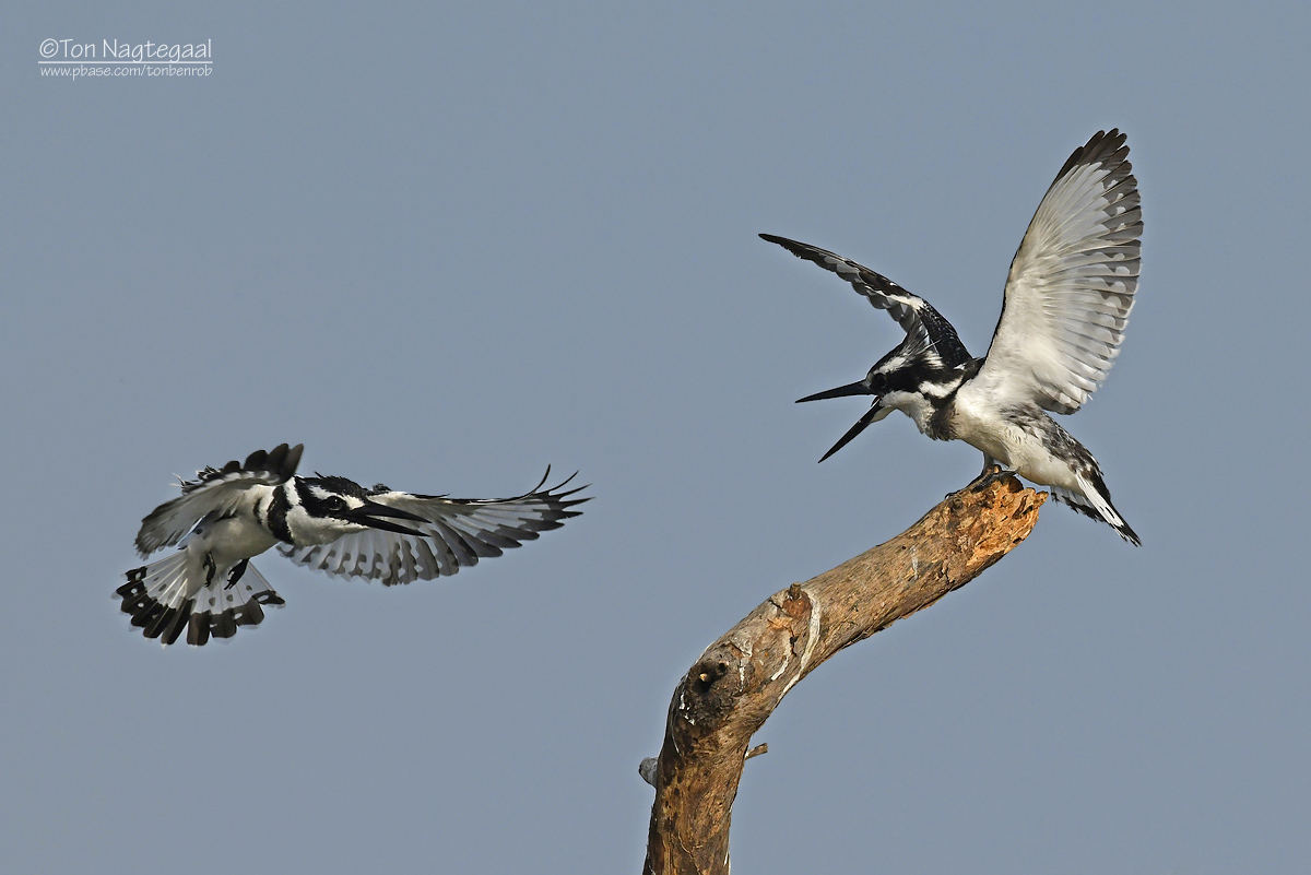 Bonte ijsvogel - Pied Kingfisher - Ceryle rudis