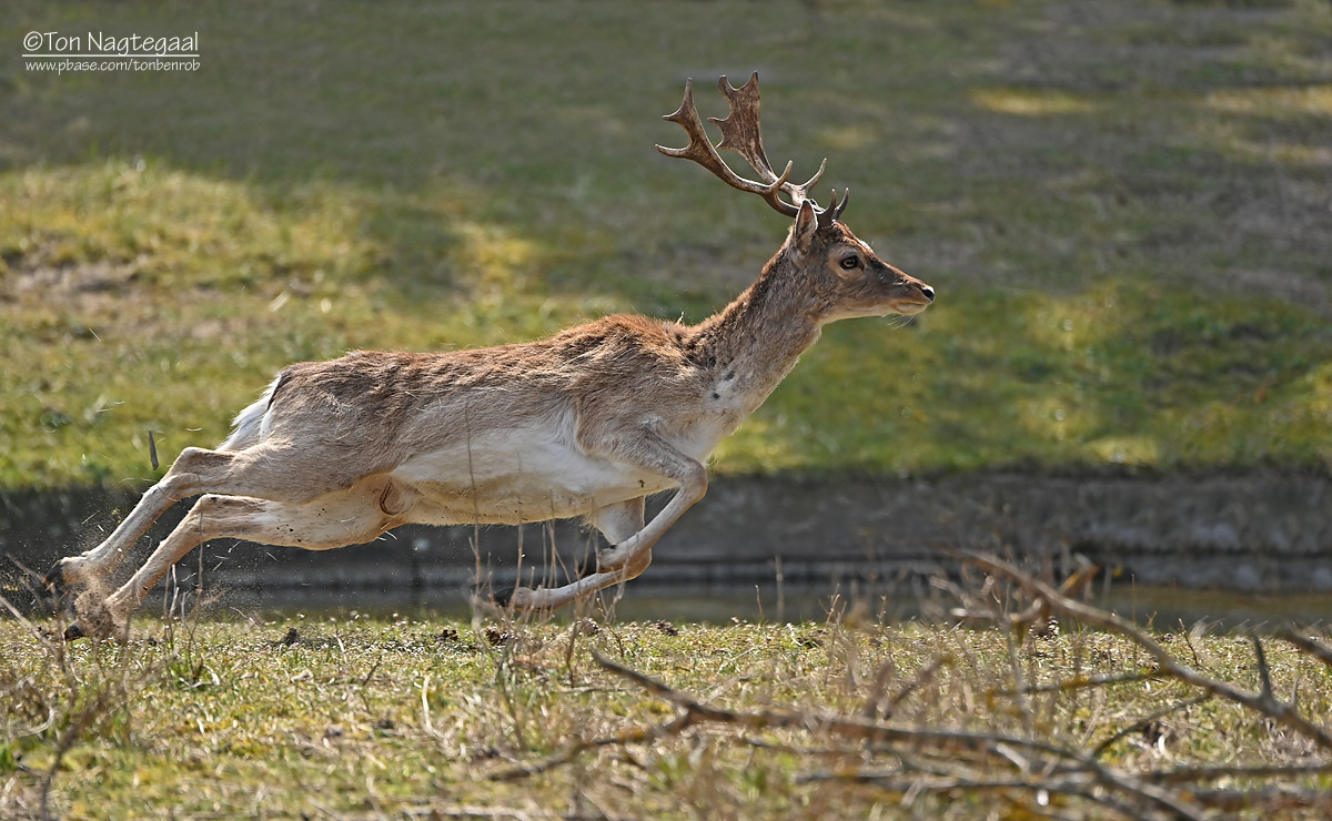 Damhert - Fallow deer - Dama dama