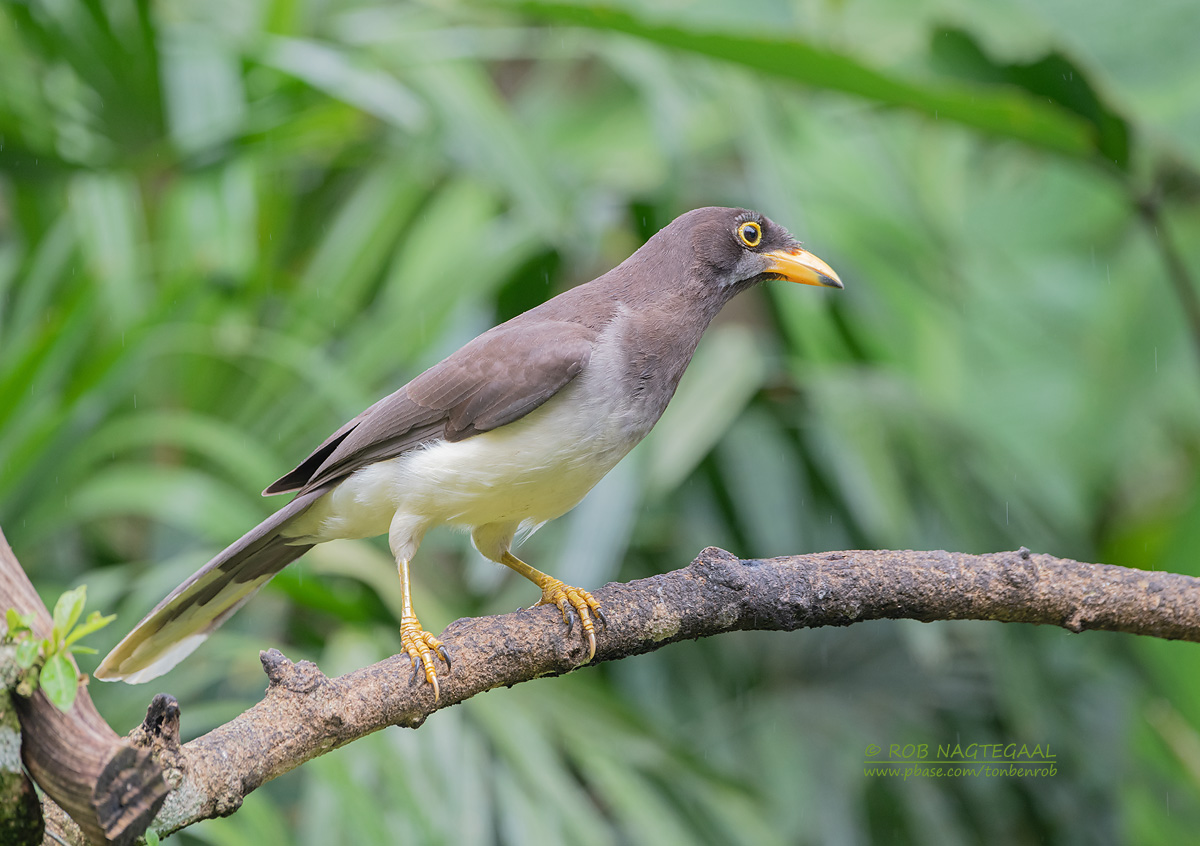 Bruine gaai - Brown Jay - Psilorhinus morio 