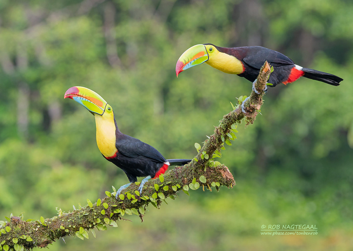 Zwavelborsttoekan - Keel-billed Toucan - Ramphastos sulfuratus