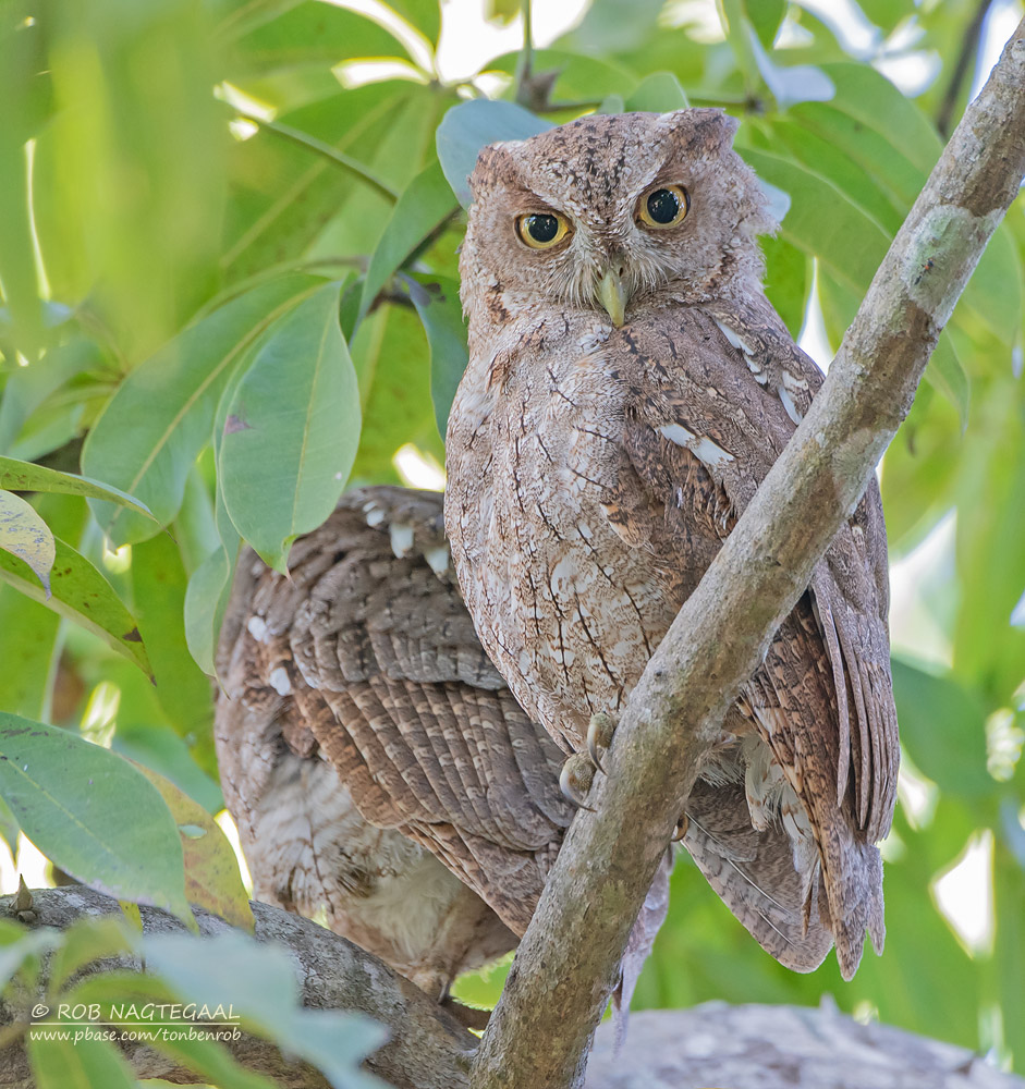 Mangrove-schreeuwuil - Pacific screech owl - Megascops cooperi