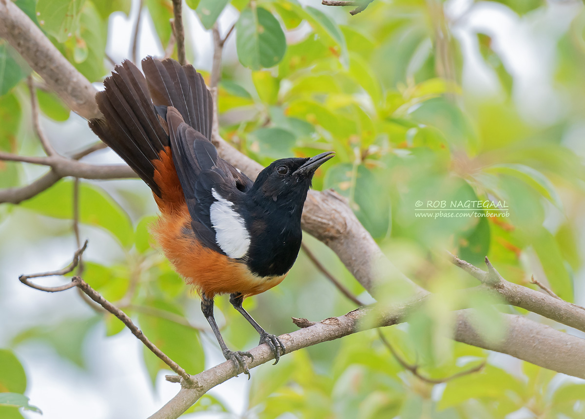 Roodbuikkliftapuit - Mocking Cliff-Chat - Thamnolaea cinnamomeiventris