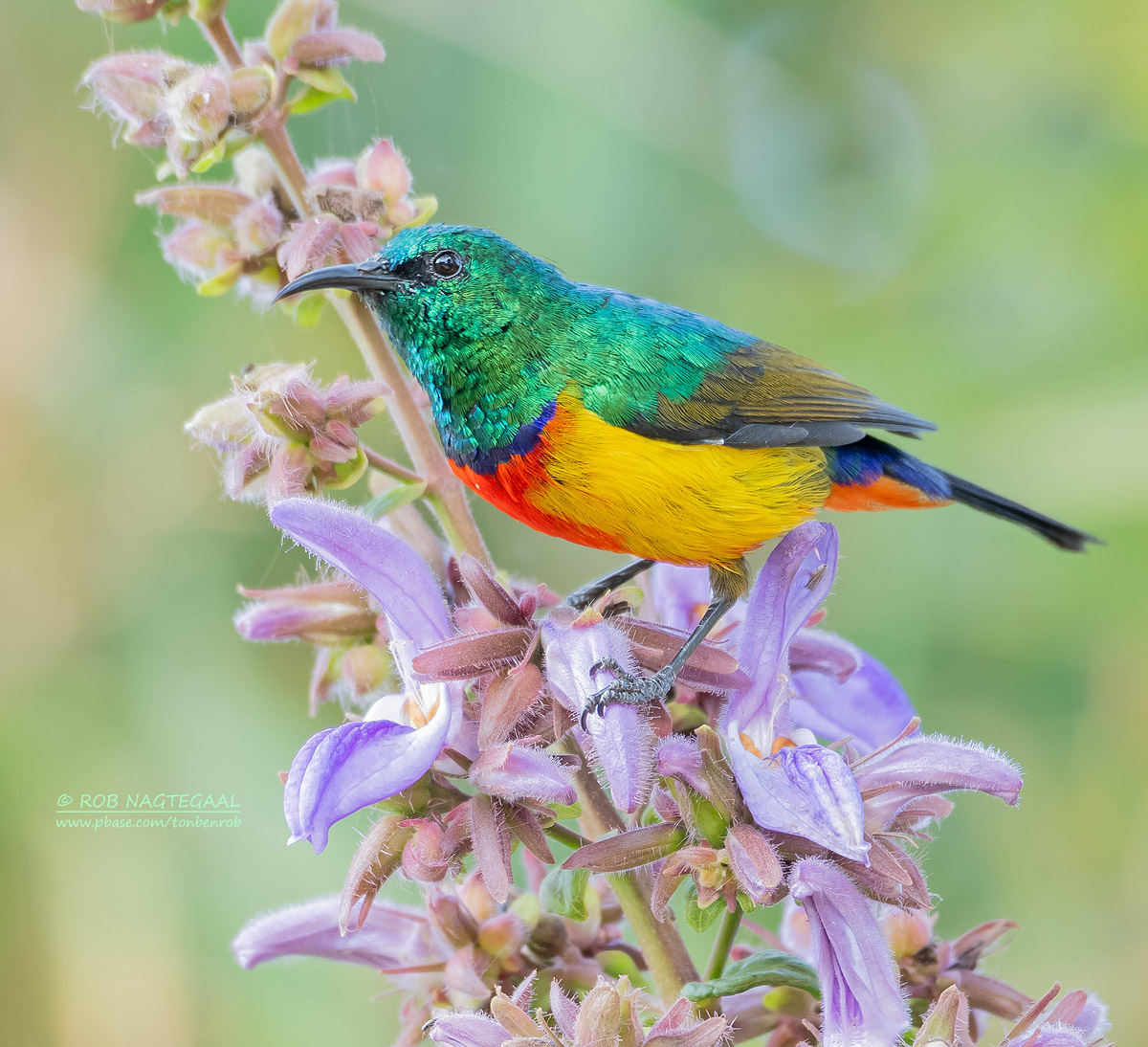 Koningshoningzuiger - Regal sunbird - Cinnyris regius