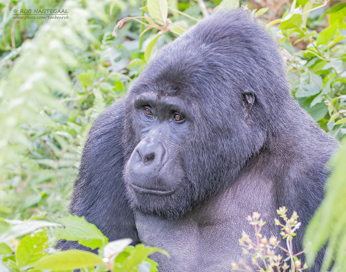 Berggorilla - Mountain gorilla - Gorilla beringei beringei