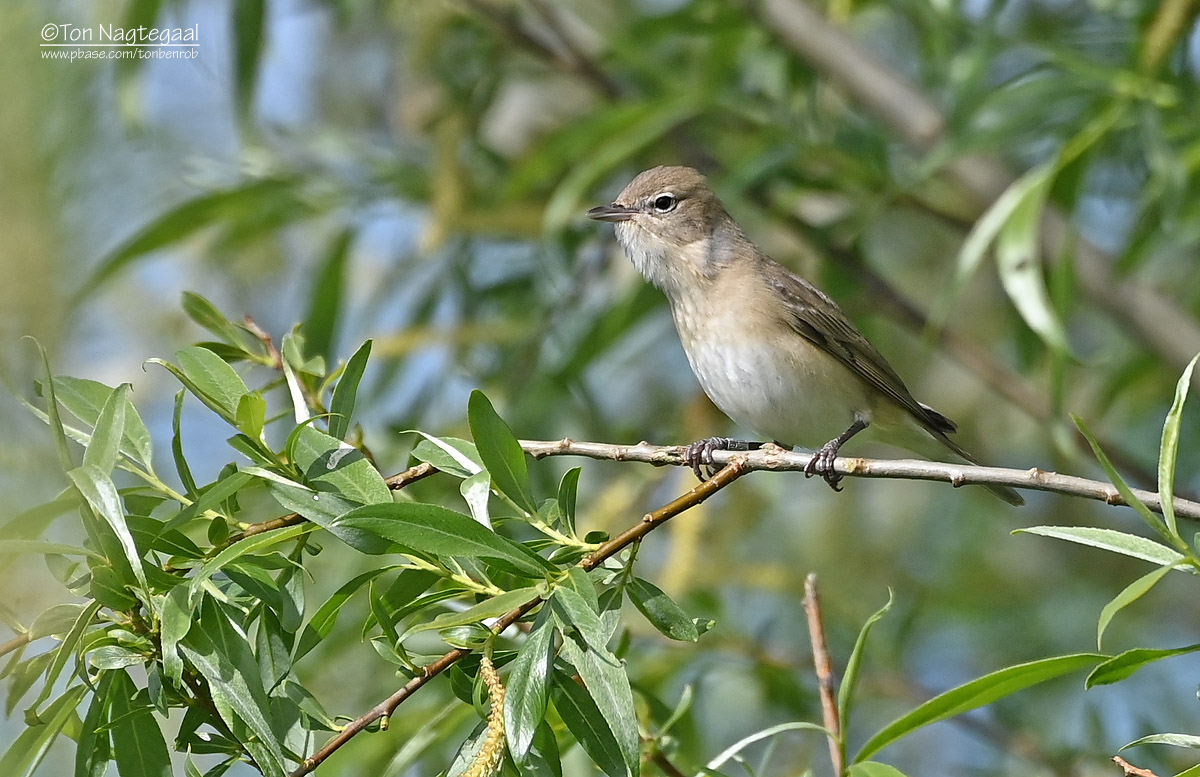 Tuinfluiter - Garden warbler - Sylvia borin