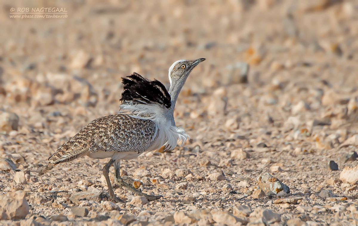 Westelijke Kraagtrap - Houbara Bustard - Chlamydotis undulata fuerteventura