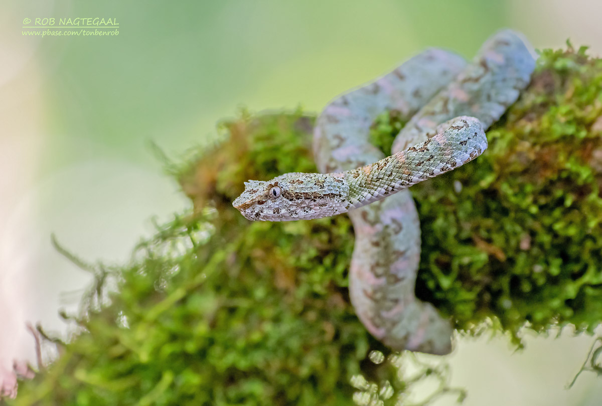 Schlegels groefkopadder - Eyelash Pitviper - Bothriechis schlegelii