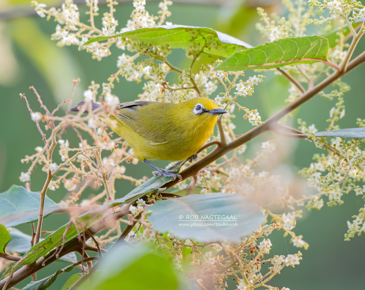 Groene brilvogel - Green White-eye - Zosterops stuhlmanni scotti