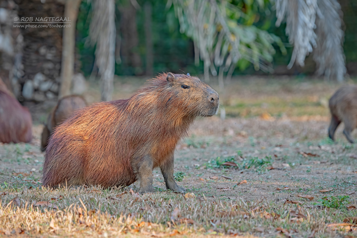 Capibara - Capybara - Hydrochoerus hydrochaeris