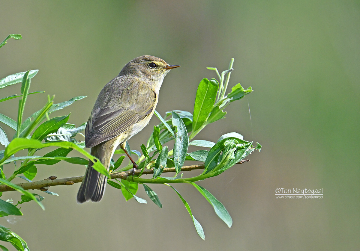 Tjiftjaf - Common chiffchaff - Phylloscopus collybita