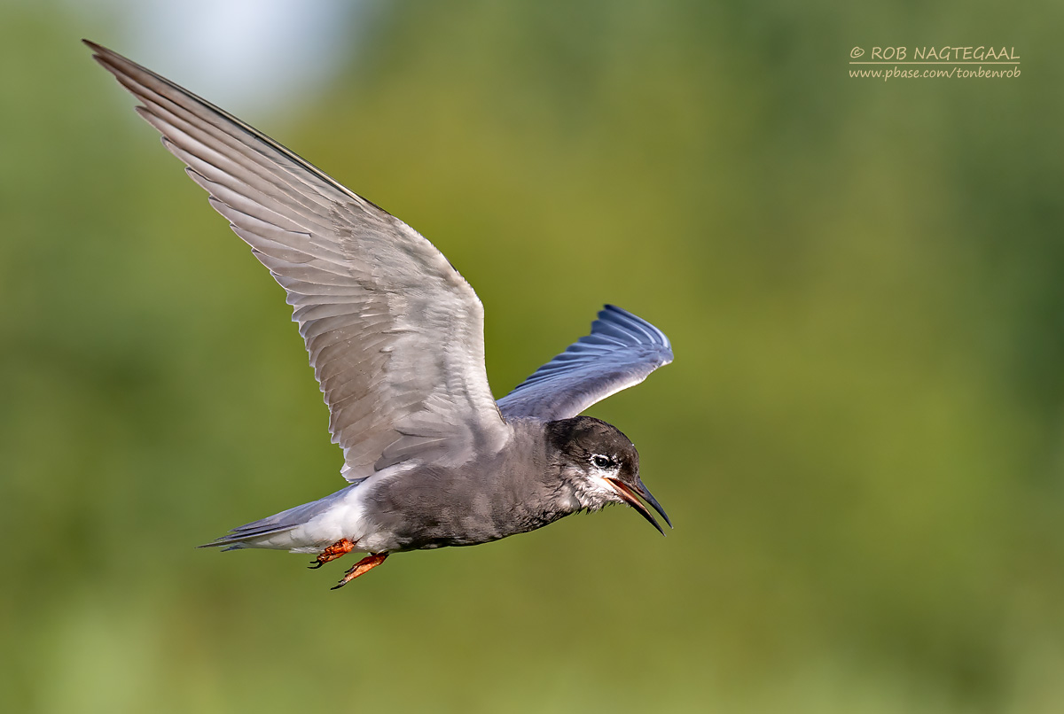 Zwarte stern - Black tern - Chlidonias nigra