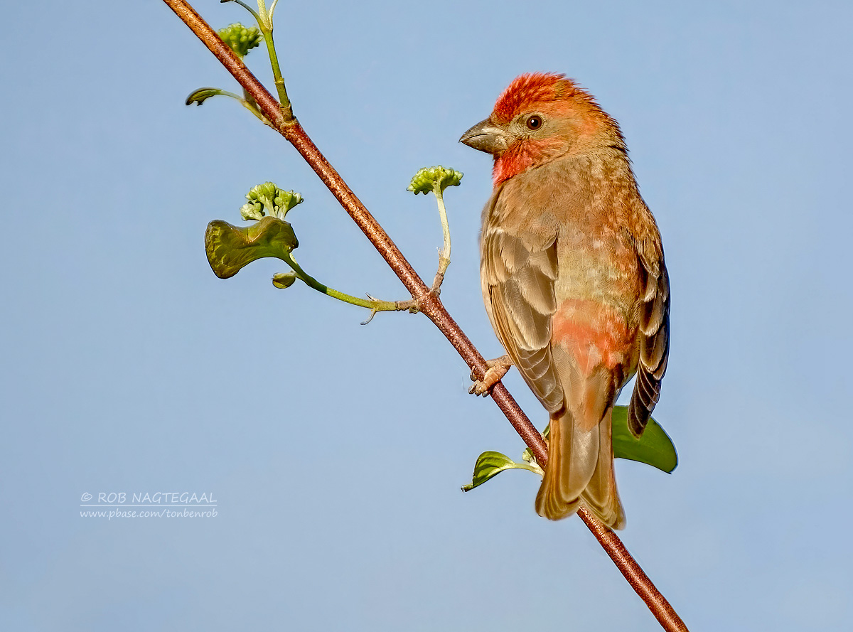 Roodmus - Scarlet rosefinch - Carpodacus erythrinus