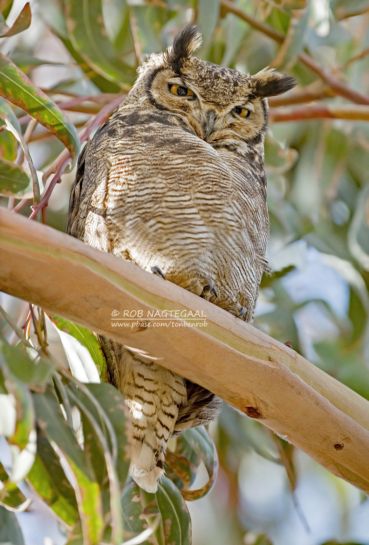 Magelhaenoehoe - Lesser Horned Owl - Bubo magellan