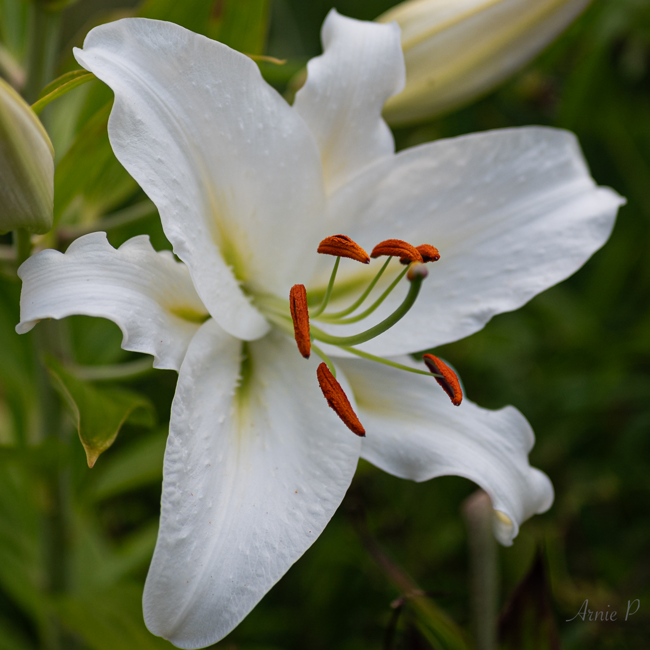 Casa Blanca Lily
