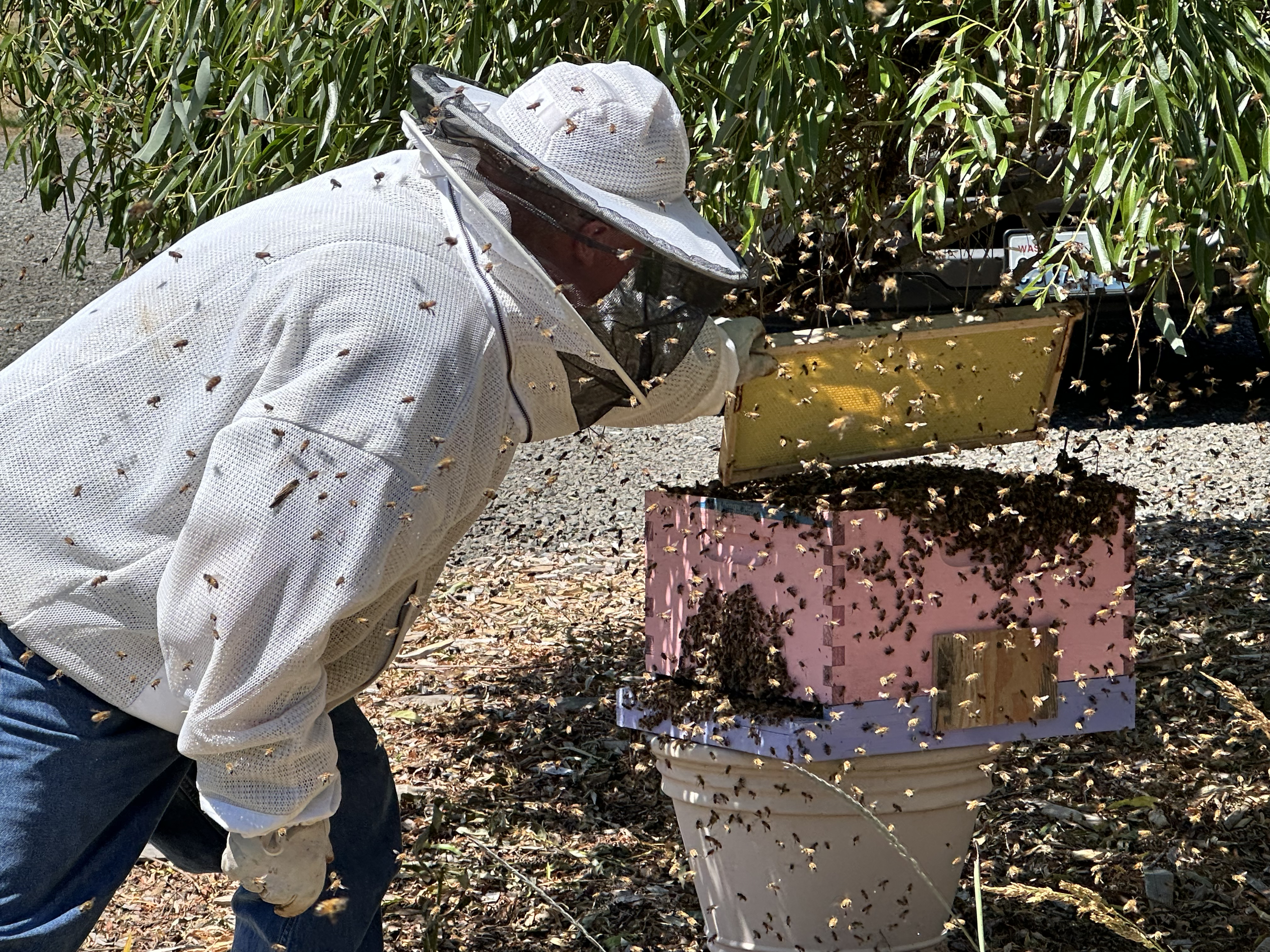 Swarm Catching!