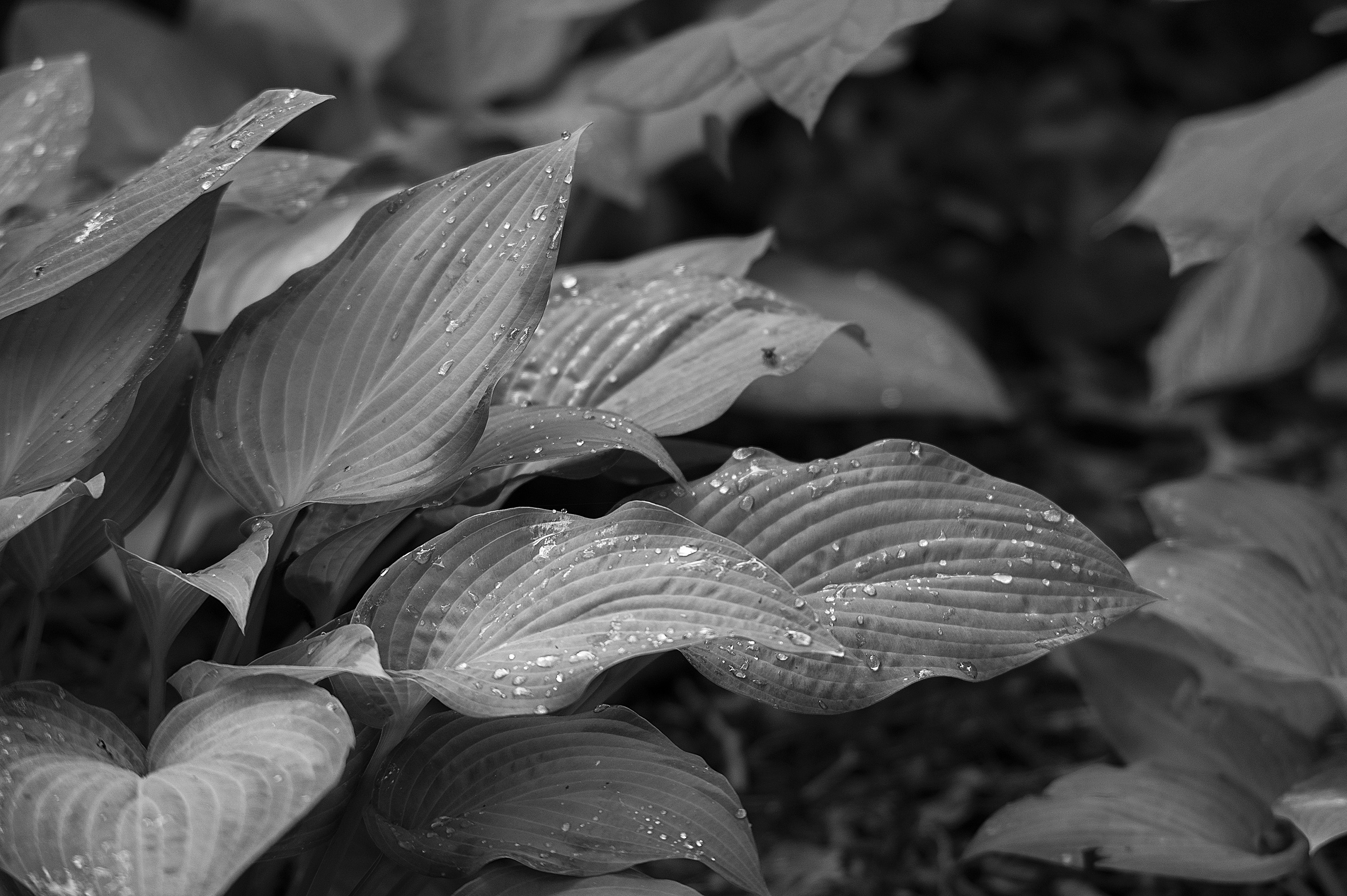 _Z621856.jpg