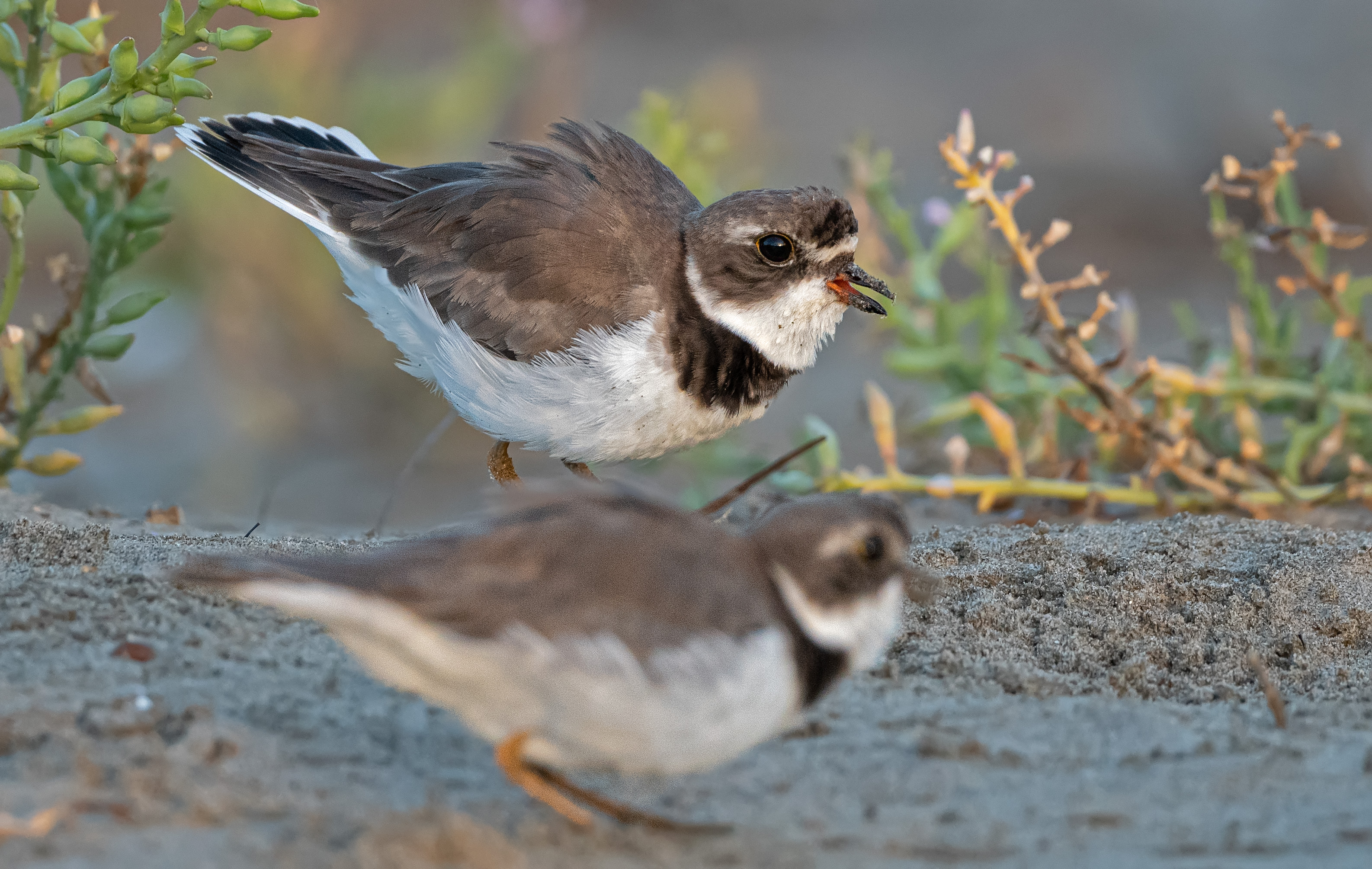 semi palmated plover