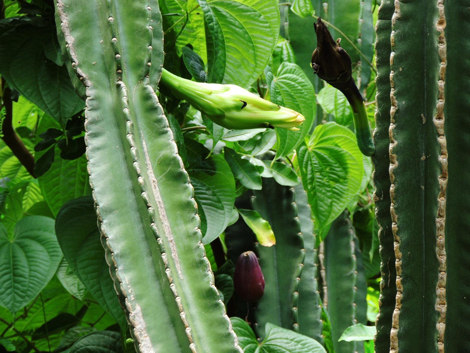 Cereus Cactus & Flower & Fruit
