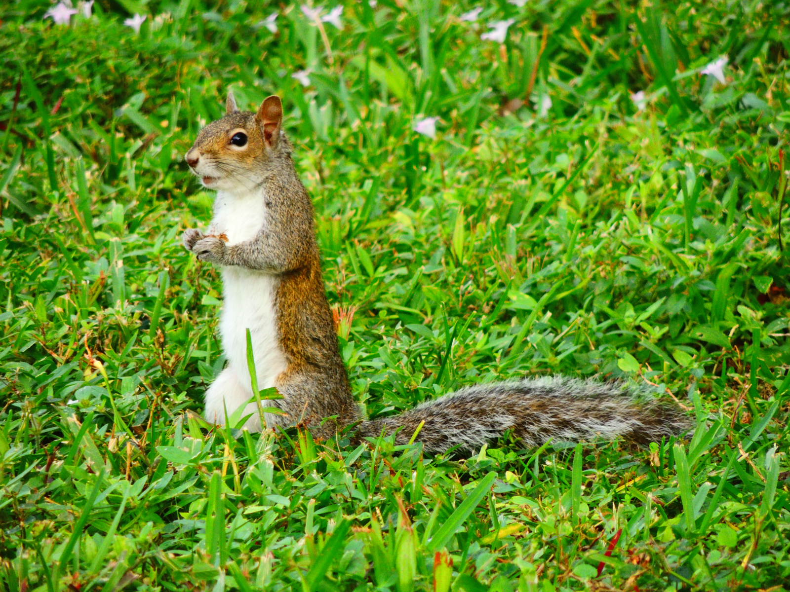 Eastern Gray Squirrel (Grey Squirrel)