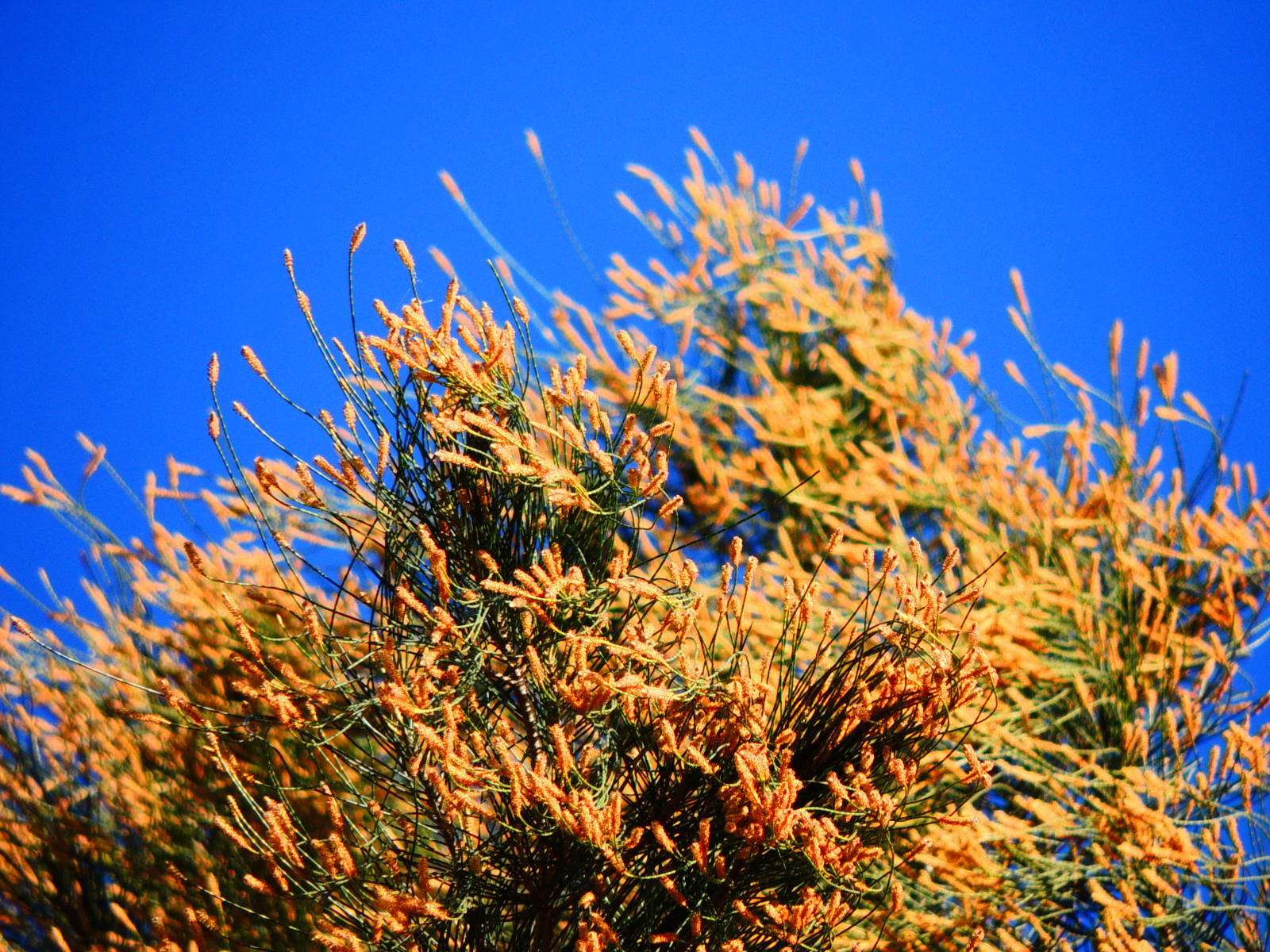 Australian pine tree flowers