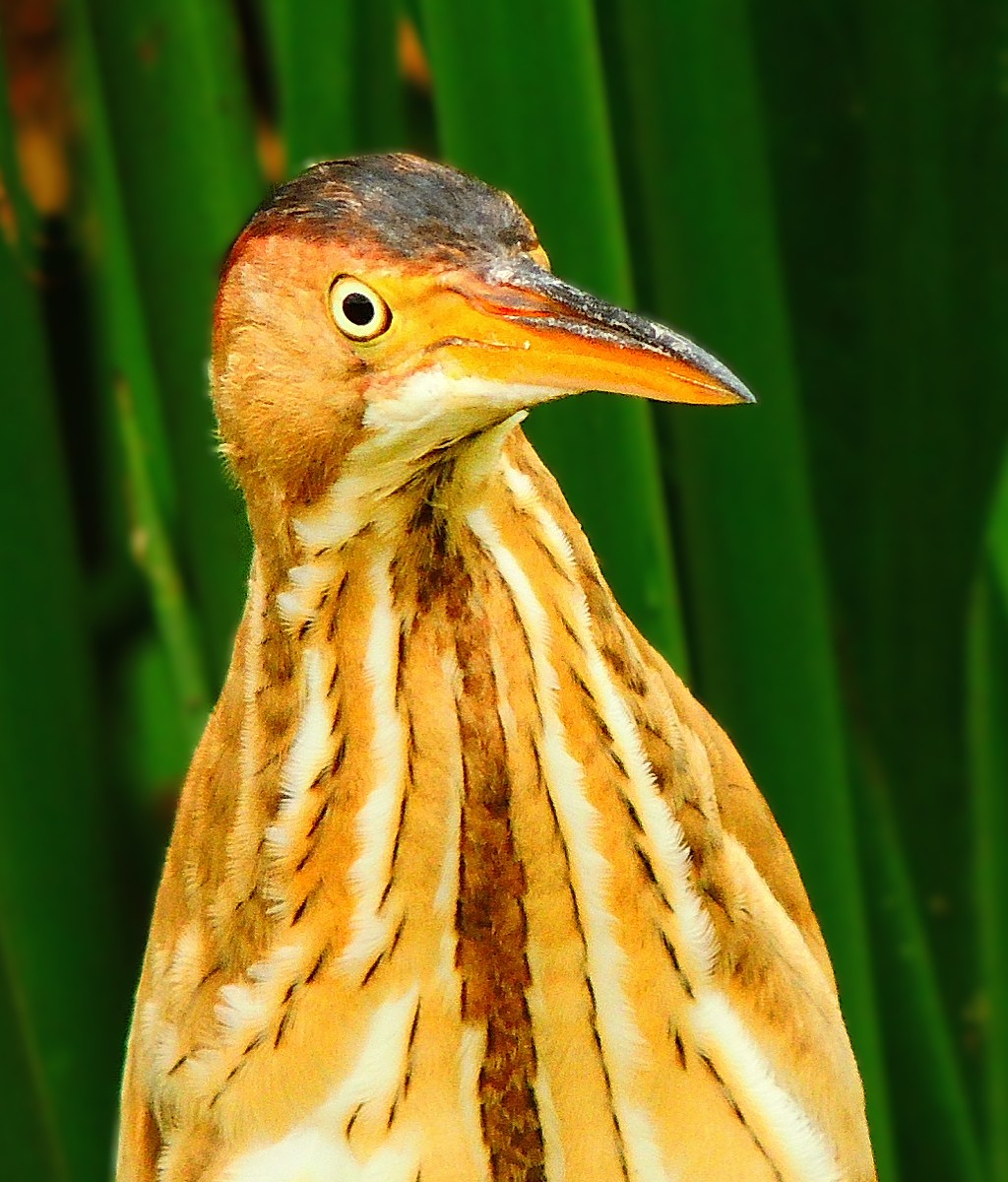 2025-03-30 Green Cay, Least Bittern