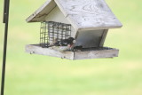 Rose-Breasted Grosbeck.JPG