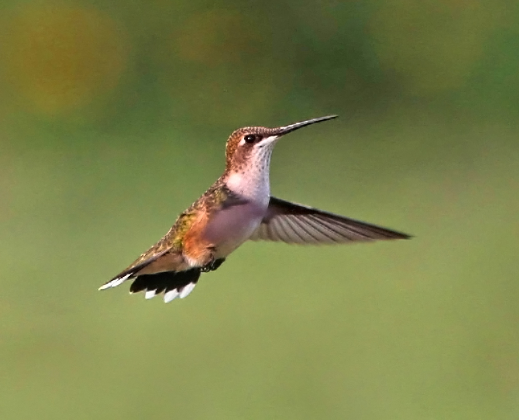 Hummingbird 6.JPG