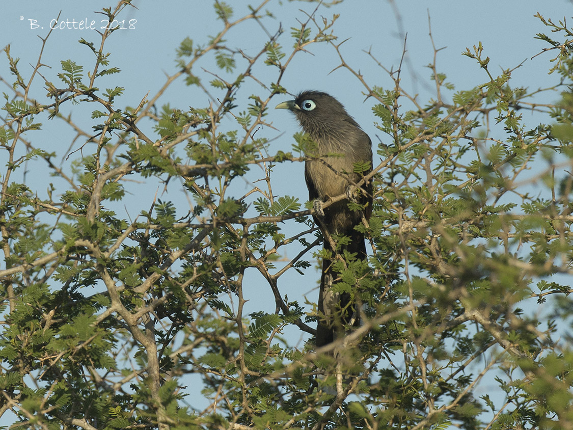 Kleine Groensnavelmalkoha - Blue-faced malkoha - Rhopodytes viridirostris