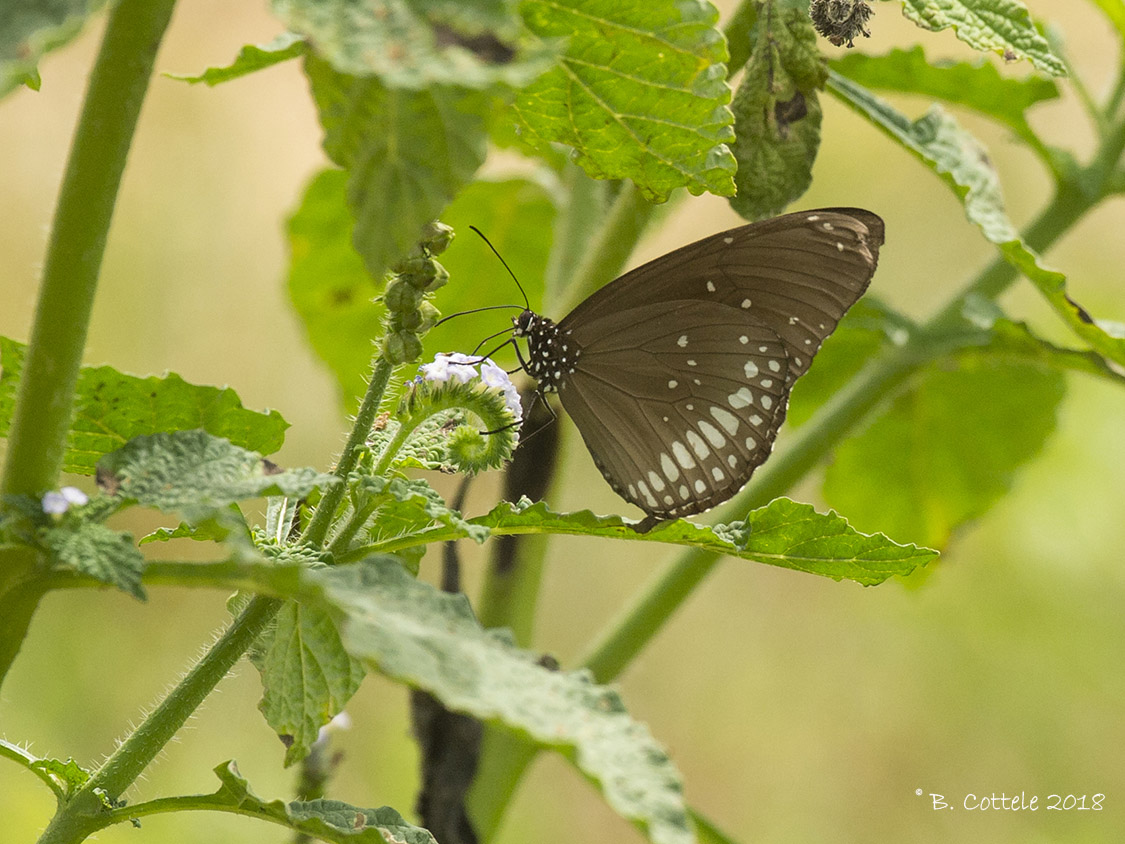 Common indian crow - Euploea core